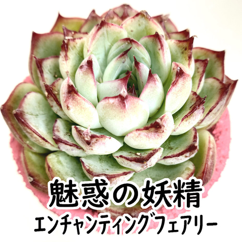 コロラータ【エケベリア 多肉植物】 多肉植物 エケベリアSKETCH コロラータ【エケベリア 多肉植物】 多肉植物 エケベリアSKETCH