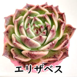 パープルクリスタル 紫水晶 エケベリア 多肉植物 抜き苗 パープルクリスタル (抜き苗)【エケベリア】多肉植物 多肉植物