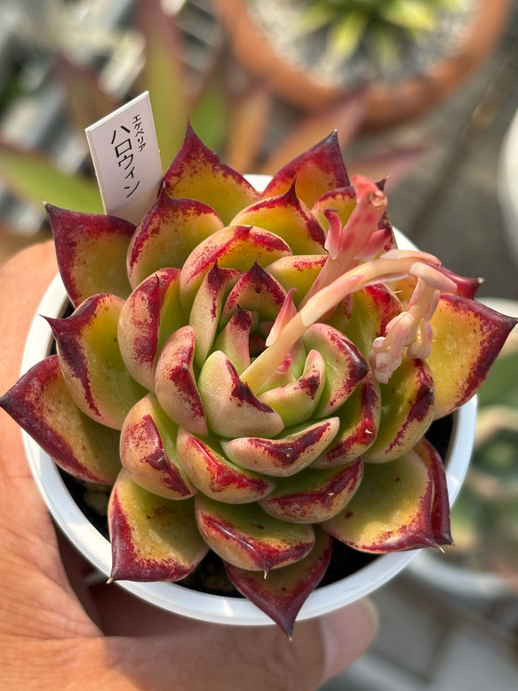 レア品種！☆ハロウィン 多肉植物 自家栽培 国産 多肉植物 美 