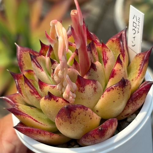 レア品種！☆ハロウィン 多肉植物 自家栽培 国産 多肉植物 美 