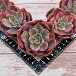 多肉植物 韓国苗 ピンクハリン錦 2個セット 950ab85c2ff3772e1e18bc1c33a9b1