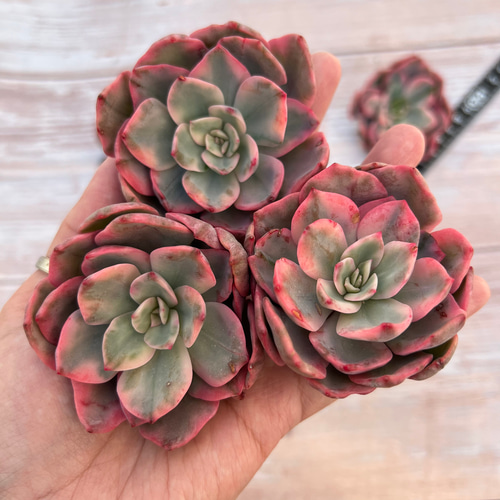 多肉植物 ピンクハリン錦 韓国苗 多肉植物 pariʚ❤︎ɞtaniku