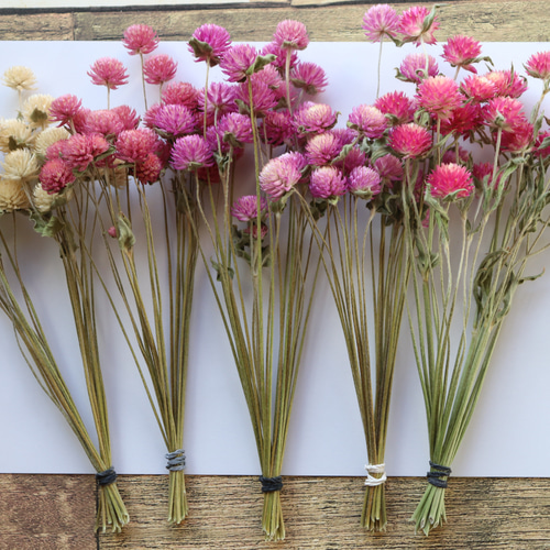 千日紅茎長め 濃いピンク系 100本 ドライフラワー その他素材 lemon