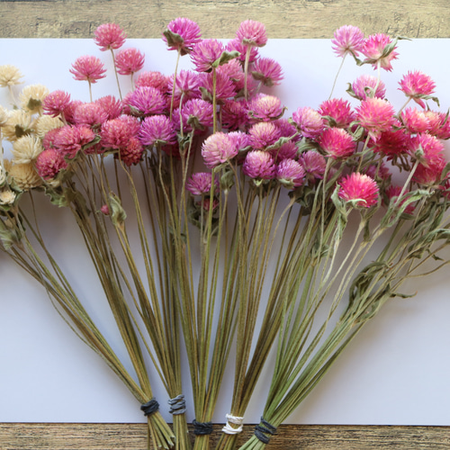 千日紅茎長め 濃いピンク系 100本 ドライフラワー その他素材 lemon