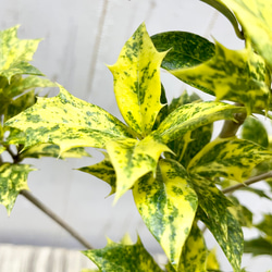 斑入り ヒイラギ ゴシキヒイラギ バリエガタ  アンティーク鉢 9枚目の画像