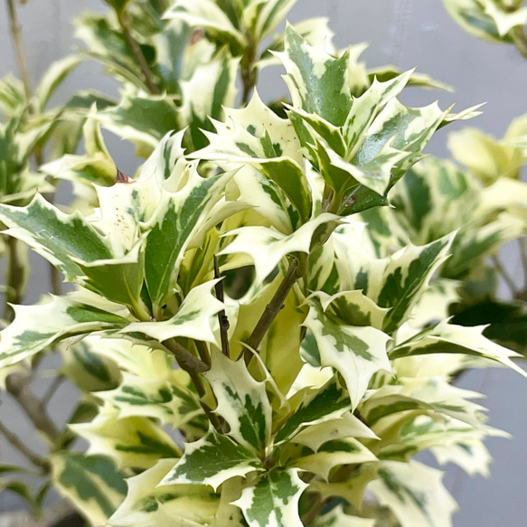 斑入り ヒイラギ ゴシキヒイラギ バリエガタ  アンティーク鉢 3枚目の画像