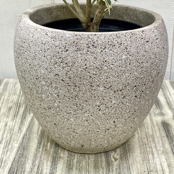 斑入り ヒイラギ ゴシキヒイラギ バリエガタ  アンティーク鉢 11枚目の画像