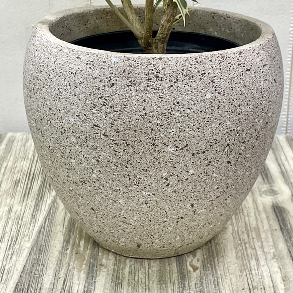 斑入り ヒイラギ ゴシキヒイラギ バリエガタ  アンティーク鉢 11枚目の画像