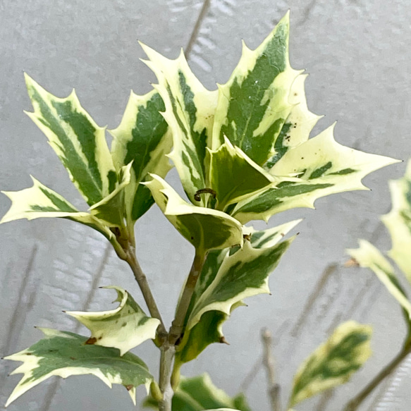 斑入り ヒイラギ ゴシキヒイラギ バリエガタ  アンティーク鉢 5枚目の画像