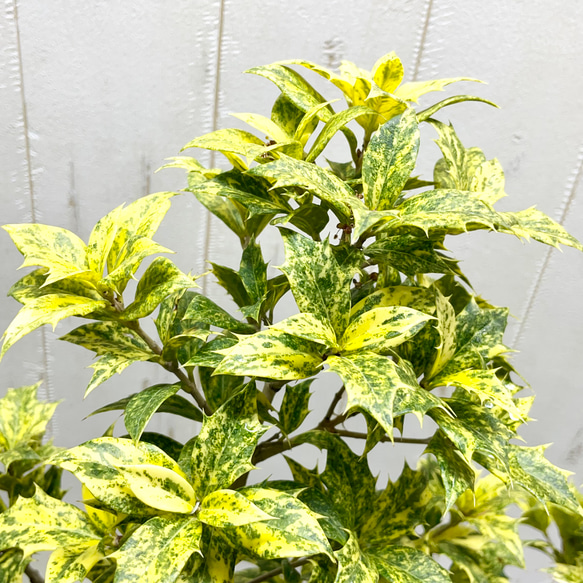 斑入り ヒイラギ ゴシキヒイラギ バリエガタ  アンティーク鉢 7枚目の画像