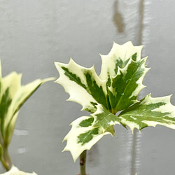 斑入り ヒイラギ ゴシキヒイラギ バリエガタ  アンティーク鉢 4枚目の画像