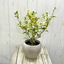 斑入り ヒイラギ ゴシキヒイラギ バリエガタ  アンティーク鉢 1枚目の画像