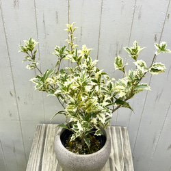 斑入り ヒイラギ ゴシキヒイラギ バリエガタ  アンティーク鉢 2枚目の画像