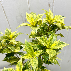 斑入り ヒイラギ ゴシキヒイラギ バリエガタ  アンティーク鉢 8枚目の画像