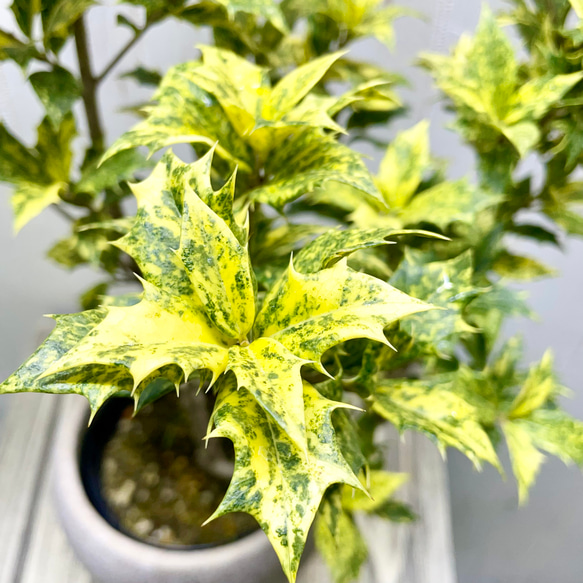 斑入り ヒイラギ ゴシキヒイラギ バリエガタ  アンティーク鉢 10枚目の画像