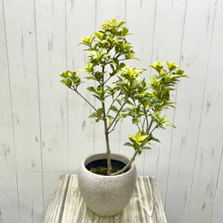 斑入り ヒイラギ ゴシキヒイラギ バリエガタ  アンティーク鉢 6枚目の画像