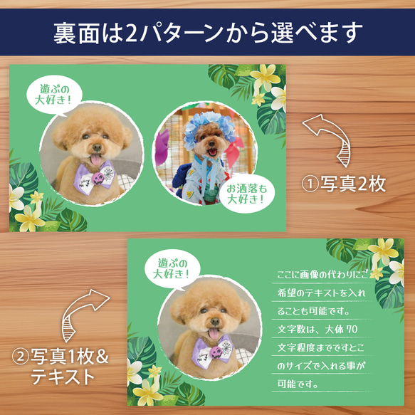 【受注後制作】背景色を選べる ペット名刺 『両面版』 50枚 プルメリア no.01 2枚目の画像