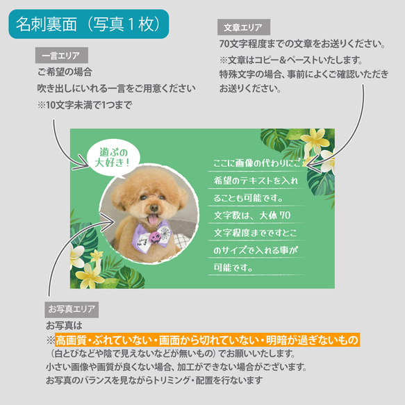 【受注後制作】背景色を選べる ペット名刺 『両面版』 50枚 プルメリア no.01 11枚目の画像