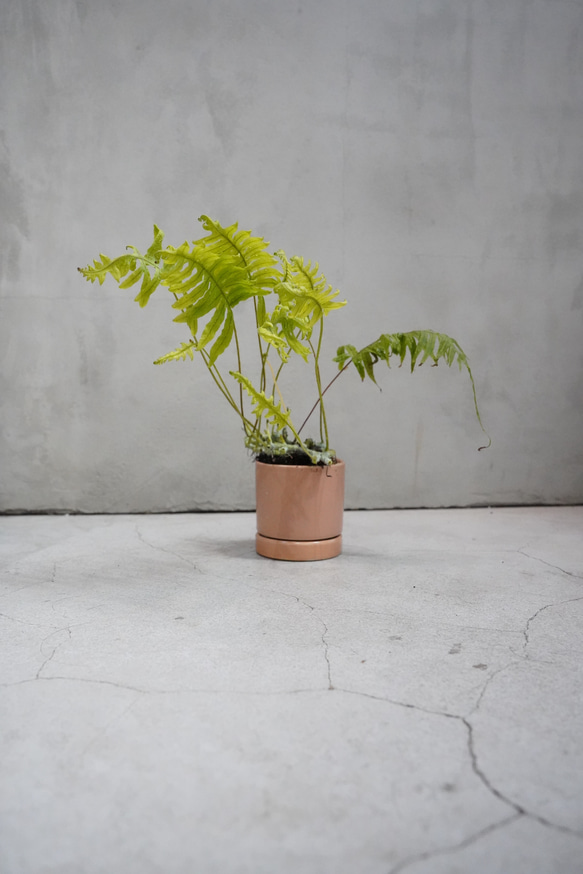 台湾アオネカズラ　特大 台湾アオネカズラ 特大 アオネカズラ : 岩崎園芸ネットストア Yahoo店