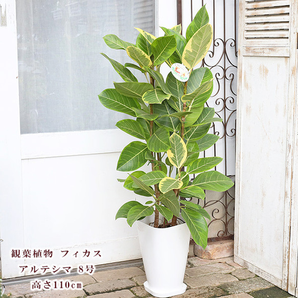 送料無料現品販売 観葉植物 フィカス アルテシマ 8号 高さ120cm