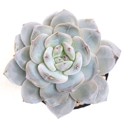 韓国苗◇キャロライン (発根済)【エケベリア】多肉植物 多肉植物