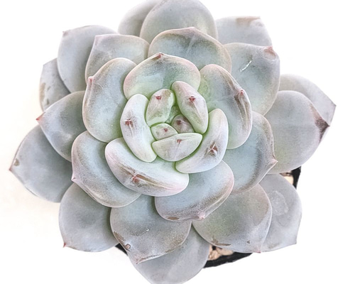 モンロー×ホワイトフェニックス【エケベリア 多肉植物】 多肉植物