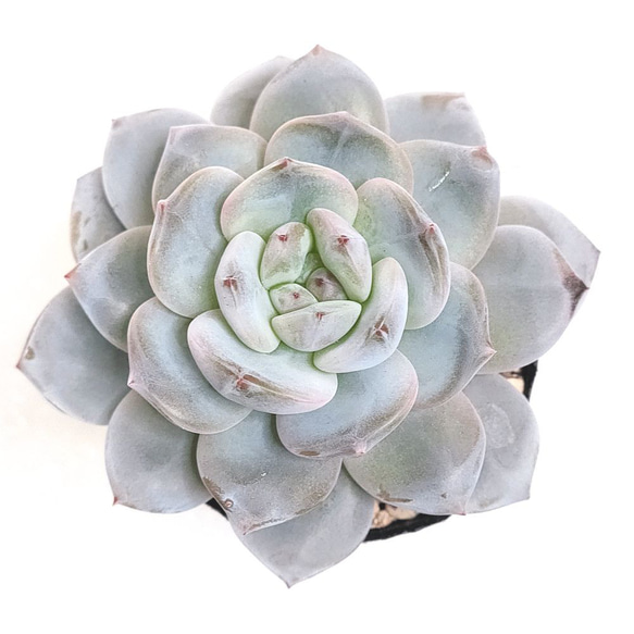 モンロー×ホワイトフェニックス【エケベリア 多肉植物】 多肉植物