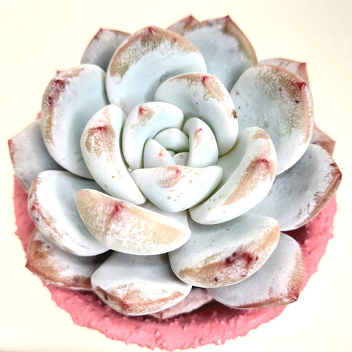 【中古】 モンロー×ホワイトフェニックス (カット苗)【エケベリア 多肉 その他多肉植物
