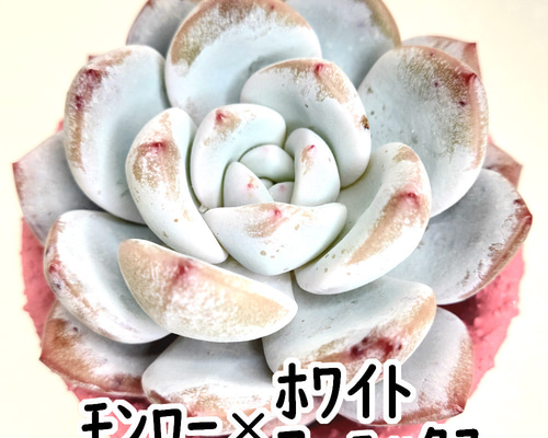 モンロー×ホワイトフェニックス (カット苗)【エケベリア 多肉 モンロー×ホワイトフェニックス (カット苗)【エケベリア 多肉