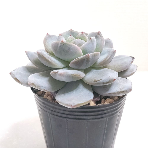 17#多肉植物アエオニウム錦❤️フェニックススーパーホワイト錦❤️1頭