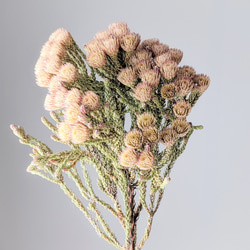 レッドブルニアドライフラワー ドライフラワー mamemona 通販 18809663