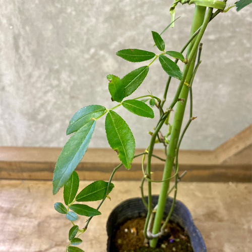バラの苗 モッコウバラ（木香薔薇） 八重咲き 黄花 アートフラワー