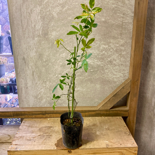 バラの苗 モッコウバラ（木香薔薇） 八重咲き 黄花 アート