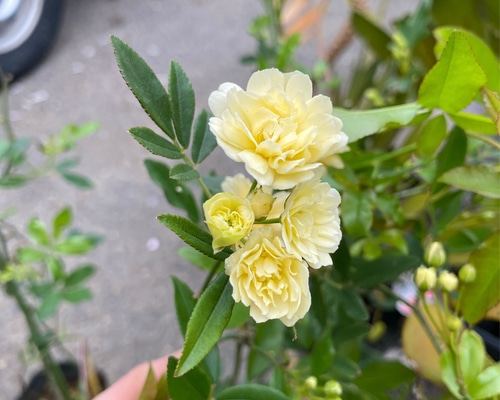 モッコウバラ　　抜き苗です　選べるおまけ付き モッコウバラ 抜き苗です 選べるおまけ付き