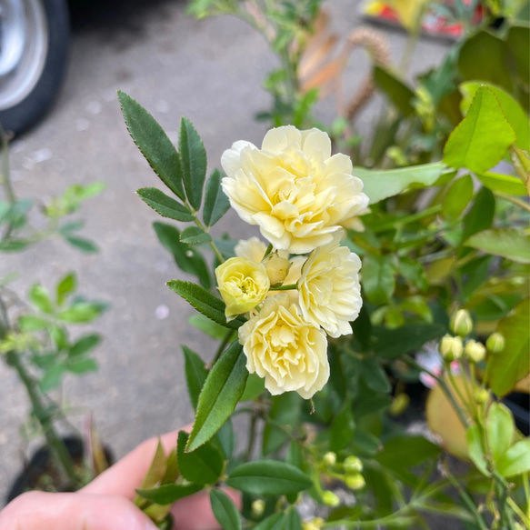 バラの苗 モッコウバラ(木香薔薇) 八重咲き 黄花 アート バラの苗 モッコウバラ(木香薔薇) 八重咲き 黄花 アート