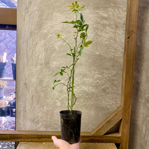 バラの苗 モッコウバラ（木香薔薇） 八重咲き 黄花 アートフラワー