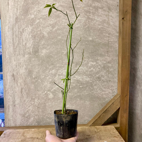 バラの苗 モッコウバラ（木香薔薇） 八重咲き 黄花 アート