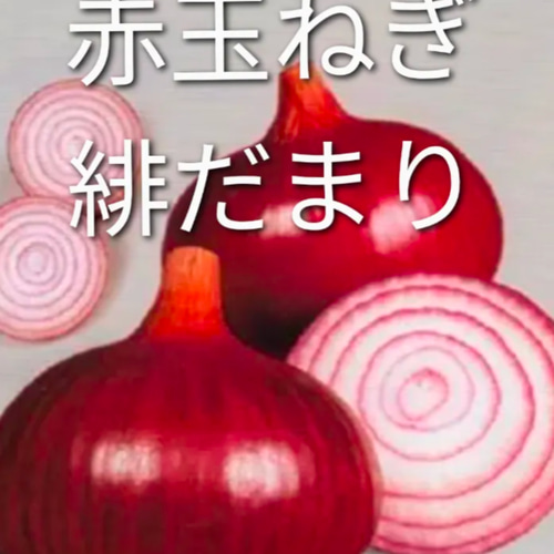 赤玉ねぎ 緋だまり 苗 50本タマネギ 玉ねぎ 玉葱 玉ネギ その他素材 鈴