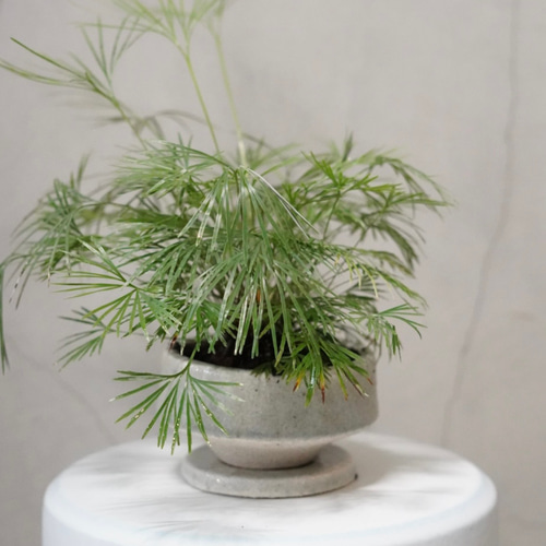 アクティニオプテリス オーストラリス 鉢こみ 一輪挿し・花瓶・花器