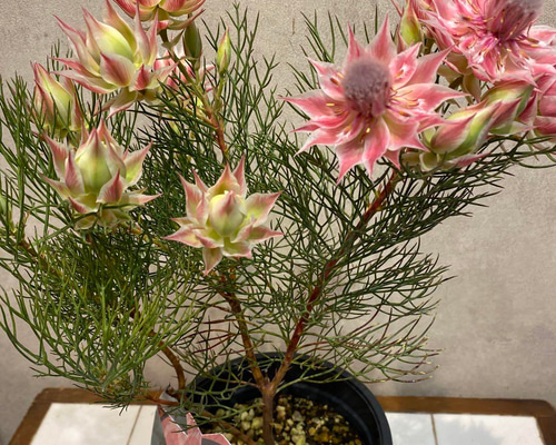 5号鉢 セルリア プリティピンク 苗 セルリア[プリティピンク] 5号鉢