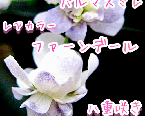 魅了しちゃう❣️ファーンデール 八重咲き パルマスミレ 耐寒-10℃寒さ