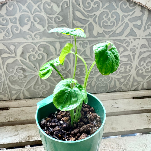 魅了しちゃう❣️ファーンデール 八重咲き パルマスミレ 耐寒-10℃寒さ