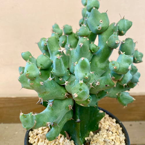 ユーフォルビア クリビコラ 多肉植物 plant life 通販 18815018 ユーフォルビア クリビコラ 多肉植物 plant life 通販 18815018