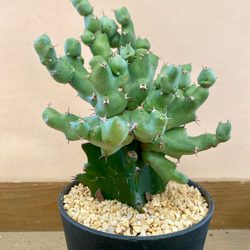 ユーフォルビア クリビコラ 多肉植物 plant life 通販 18815018