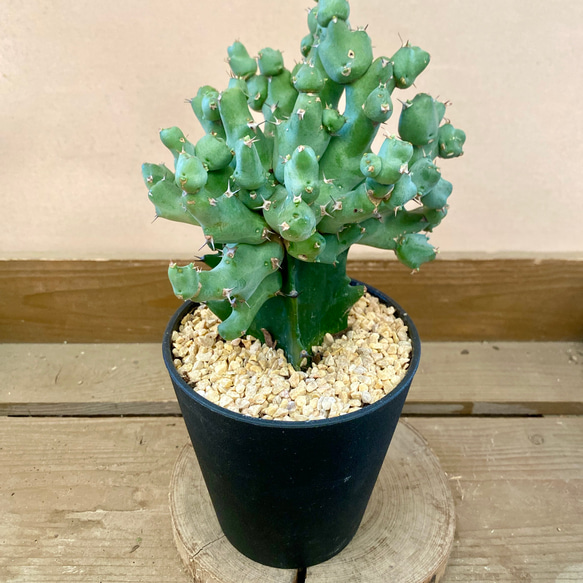 ユーフォルビア クリビコラ 多肉植物 plant life 通販 18815018 ユーフォルビア クリビコラ 多肉植物 plant life 通販 18815018