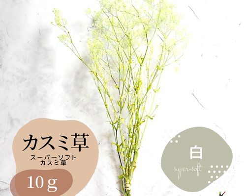 大地農園 スーパーソフトミニカスミ草・フレア 白 10g」 ドライ