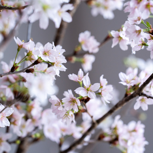啓翁桜｜Mサイズ【ガラス花瓶セット】 スワッグ Sekibokka 通販