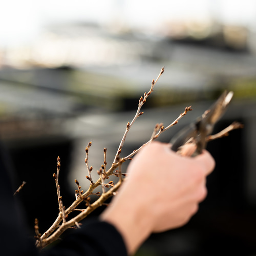 啓翁桜｜Lサイズ【ガラス花瓶セット】 スワッグ Sekibokka 通販