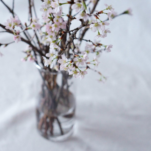 啓翁桜|Lサイズ【ガラス花瓶セット】 スワッグ Sekibokka 通販 啓翁桜|Lサイズ【ガラス花瓶セット】 スワッグ Sekibokka 通販