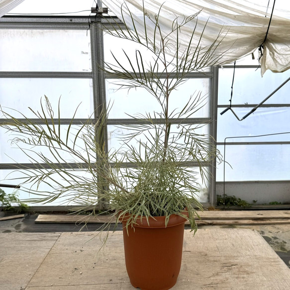 グレビレア ハニーワンダー 枝分かれ オージープランツ 低木 苗木 植木 希少 激レア】グレビレア ハニーワンダー 希少 オージープランツ 常緑